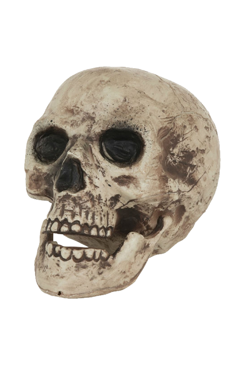 Human Skull Decoration