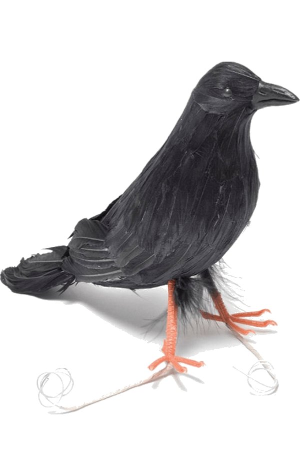 Feather Raven Bird - Joke.co.uk